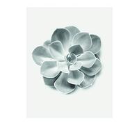 Komar Tableau Mural Aeonium Succulent Poster Image Décoration pour Salon, Chambre à Coucher - sans Cadre - P049B-40x50 - Dimensions : 40 x 50 cm (Largeur x Hauteur) - Noir, Blanc, Gris
