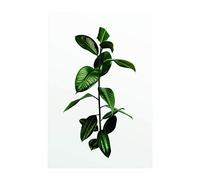 Komar Tableau Mural Branche de Ficus | Poster Photo pour Salon, Chambre à Coucher, décoration Artistique, sans Cadre | P059-50 x 70 | Dimensions : 50 x 70 cm (l x H)