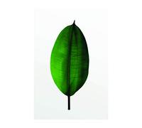 Komar Tableau Mural | Feuille de Ficus | Poster Image Décoration Salon Chambre Art Print | sans Cadre | P058-50x70 | Dimensions : 50 x 70 cm (Largeur x Hauteur)