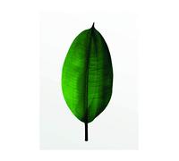 Komar Tableau mural | Feuille de ficus | Poster | Image | Salon Chambre Décoration | Sans Cadre | P058-30x40 | Dimensions : 30 x 40 cm (largeur x hauteur)