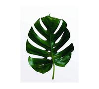 Komar Tableau mural | Feuille de Monstera | Poster Image pour salon, chambre à coucher, décoration artistique | Sans cadre | P057-40x50 | Dimensions : 40 x 50 cm (largeur x hauteur)