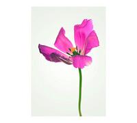 Komar Tableau Mural Motif Tulipe - Impression d'art sans Cadre - P067-50 x 70 cm - Dimensions : 50 x 70 cm (l x H)