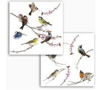 Komar Sticker pour fenêtre Birds – multicolore – 1 pièce (16003)