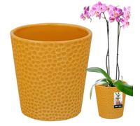 KOTARBAU® Pot De Fleur Rond en Céramique Moutarde ⌀ 12 cm | Cache Pot Céramique | Pot De Fleur Céramique | Pot Pour Orchidées