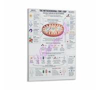 Krebs Cycle Poster Mitochondrial Matrix Biology Classroom Art | Tracks the eight enzymatic steps that produce NADH FADH2 ATP and CO2(Framed,12x18inch(30x45cm))