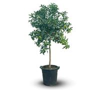 Kumquat - fortunella margarita - agrume méditerranéen - arbre fruitier - ↕ 170-190 cm - ⌀ 35 cm