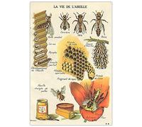 KWQDOZF Panneaux métalliques La Vie des abeilles, affiches La Vie de l'abeille, connaissances de l'apiculteur, plaque décorative, décoration murale pour maison, ferme, 20 x 30 cm