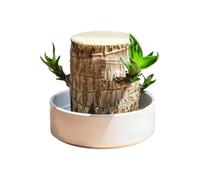 La En Bois Du Brésil - Décoration Naturelle de Souche,Brésilienne - Pour L'Intérieur, Le Bureau, La Table De Chevet, Le Salon, La Maison, La Pépinière Et