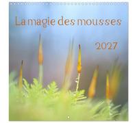 La magie des mousses (Calendrier mural carré 2027 30 x 30 cm) Calendrier double avec une page pour vos prises de notes