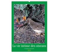 La vie intime des oiseaux Les oiseaux et leurs petits (Calendrier mural 2027 DIN A2 horizontal), CALVENDO calendrier mensuel: Rencontre avec les oiseaux de nos contrées