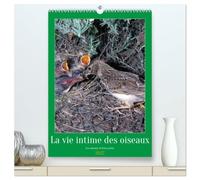 La vie intime des oiseaux Les oiseaux et leurs petits (Calendrier mural haut de gamme 2027 DIN A2 horizontal), CALVENDO calendrier mensuel: Rencontre avec les oiseaux de nos contrées