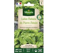 Laitue Batavia de Pierre Bénite - Légumes d'Autrefois