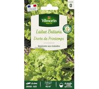 Graines - Vilmorin - Laitue Batavia Dorée de Printemps