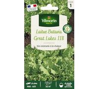Laitue Batavia Great Lakes 119