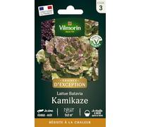 Laitue Batavia Kamikaze - Graines d'Exception