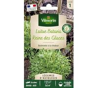 Laitue Batavia Reine des Glaces - Légumes d'Autrefois