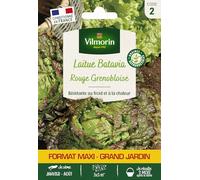 Laitue Batavia Rouge Grenobloise - Grand Modèle