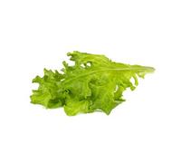 Laitue feuille de chêne / 3-pack - Capsules de salade pour jardin d'intérieur intelligent