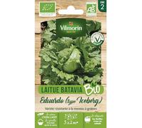 Laitue Iceberg Eduardo - BIO