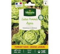 Laitue Pommée Appia - Grand Modèle