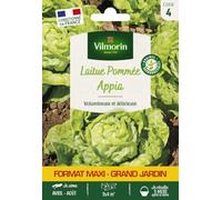 Laitue Pommée Appia - Grand Modèle - Vilmorin - Potagères | Laitue Pommée Appia | Format éco | Très grosse