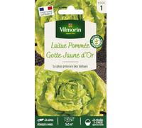 Laitue Pommée Gotte Jaune d'Or
