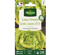 Laitue Pommée Gotte Jaune d'Or - Vilmorin - Potagères | Laitue Pommée Gotte Jaune d'Or | Petite très rapide