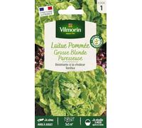 Laitue Pommée Grosse Blonde Paresseuse
