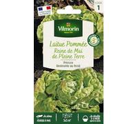 Laitue Pommée Reine de Mai de Pleine Terre