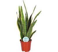 Langue de belle-mère (Sansevieria trifasciata Laurentii) Ø17cm, hauteur 60cm