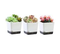 Lapiglo Pot de fleurs rond à arrosage automatique avec trous de drainage et plateau - Pot d'intérieur en plastique pour herbes, fleurs, légumes, décoration de jardin pour cuisine, salon