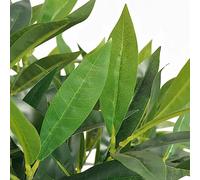 Laurier artificiel de 125 cm avec tronc en bois véritable et pot en plastique, plante verte artificielle pour salon, bureau, balcon, décoration facile d'entretien, convient pour l'intérieur et