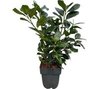 Laurier-cerise Prunus laurocerasus Etna Haie Feuilles vertes 6 plants 1 mètre