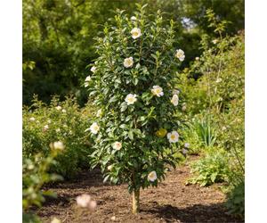 Laurier rose Blanc 40/60cm Pot 3L - Nerium oleander