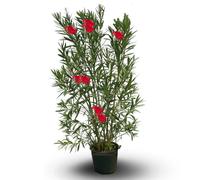 Laurier rose - nerium oleander - ↕ 170-190 cm - ⌀ 30 cm - plante d'extérieur - fleur rouge