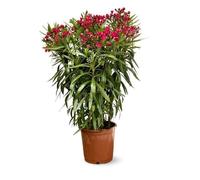Laurier rose - nerium oleander - H110-120 cm - D24 cm - plante d'extérieur - fleur rouge
