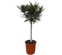 Laurier rose (Nerium oleander) sur tige, 90cm, Ø22cm, plante à feuillage