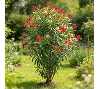 Laurier rose Rouge 40/60cm Pot 3L - Nerium oleander