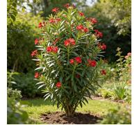 Laurier rose Rouge 80/100cm Pot 10L - Nerium oleander