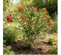 Laurier rose Rouge 80/100cm Pot 18L - Nerium oleander