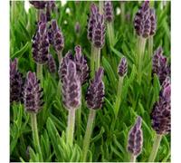Lavande française Anouk - Lavandula stoechas - Lavande à têtes - 12cm - 24