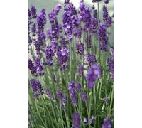 Lavande Lavandula angustifolia « Dwarf Blue » 24 plants - Plante ornementale