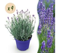 Lavande Lavandula angustifolia Hidcote, rustique, violette, 9 plants de 12cm
