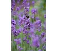 Lavande Lavandula angustifolia « Munstead » - 48 plants - Ø10-25cm - Ø9cm
