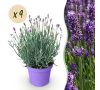 Lavande Lavandula angustifolia Munstead, résistante au froid, violette, 9