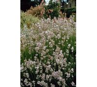 Lavande Lavandula intermedia « Edelweiss » - 24 plants - Ø10-25cm - Lavande à