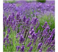 Lavande vraie Felice - Lavandula angustifolia - Ø12cm - 50cm de hauteur - 24