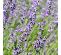 Lavande vraie Lavandula angustifolia Hidcote - Plante pour haie - Feuille grise