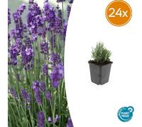 Lavandula ang. Dwarf Blue' | 24 pièces - 10-25cm - Ø9cm - Plante de jardin