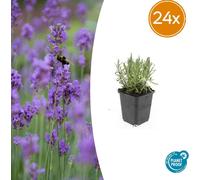 Lavandula ang. Munstead' | 24 pièces - 10-25cm - Ø9cm - Plante de jardin